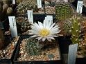 Echinocereus pulchellus ssp.sharpii San Roberto1